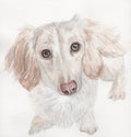 Custom Watercolour Pet Portrait